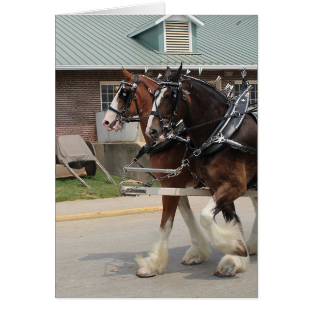 Draft Horses at a State Fair Cards (Front)