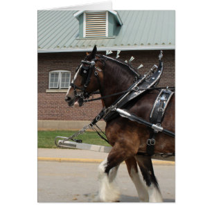 Draft Horses at a State Fair Cards
