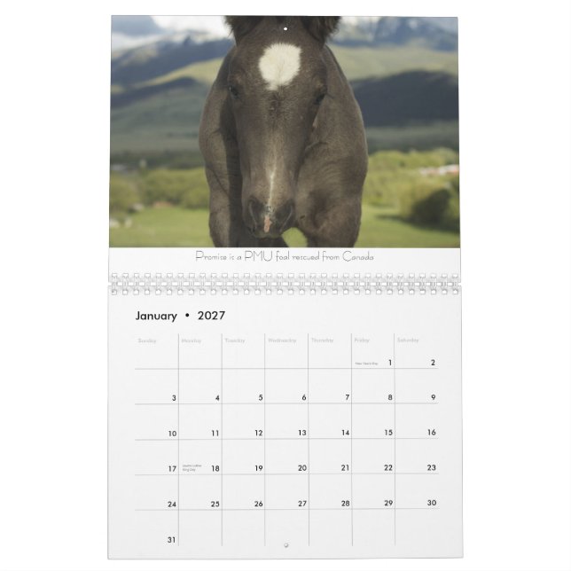 Draft Horses Calendar #2 (Jan 2027)