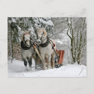 Draft Horses Christmas Holiday Postcard