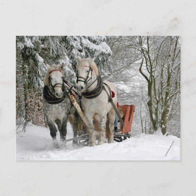 Draft Horses Christmas Holiday Postcard (Front)