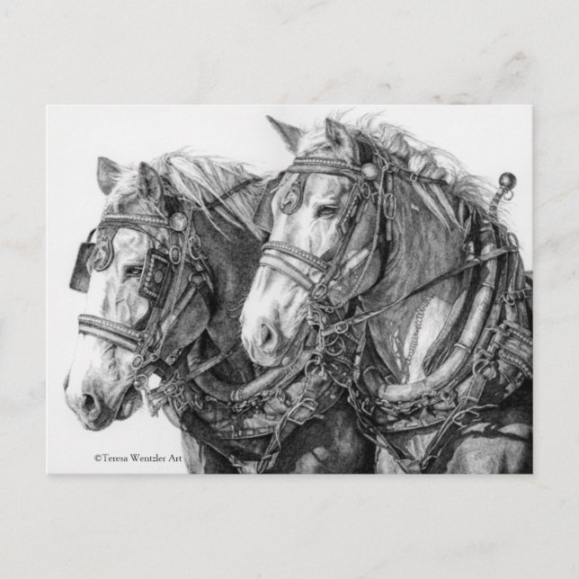 Draft Horses Drawing Postcard (Front)