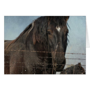 Draft Horses in a pasture Cards