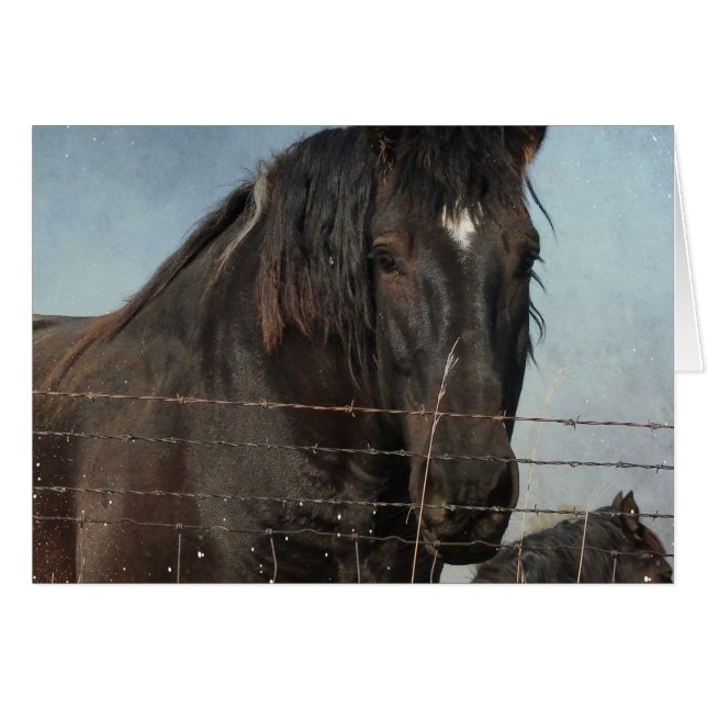 Draft Horses in a pasture Cards (Front Horizontal)