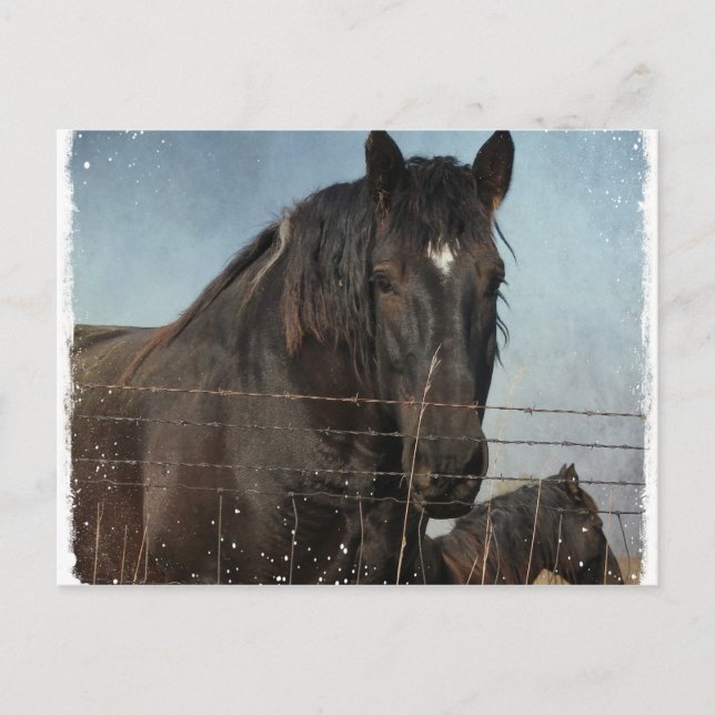 Draft Horses in a pasture Postcard (Front)