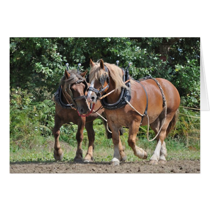 Draft horses in harness birthday card