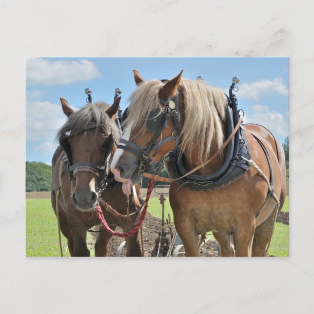 Draft horses in harness postcard (Front)
