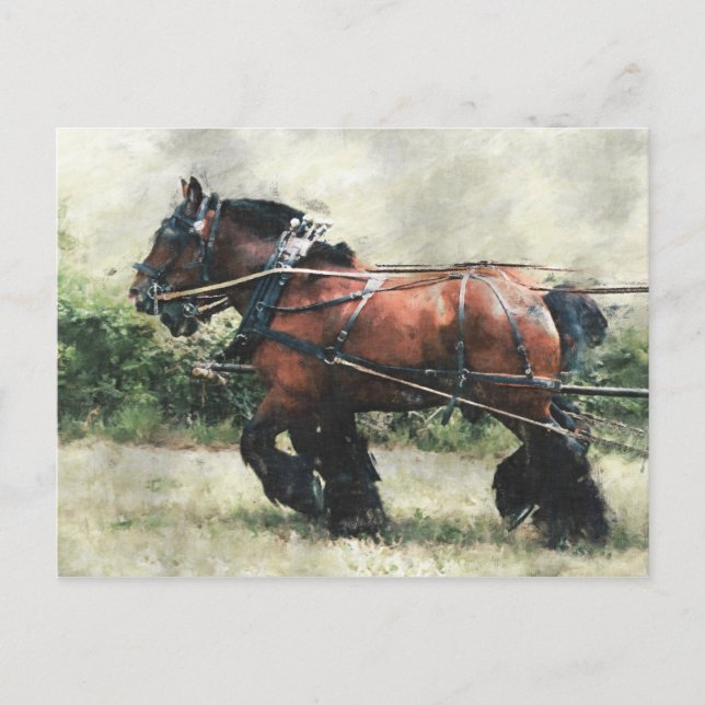Draft horses in harness postcard (Front)