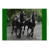 Draft Horses In Step (Front Horizontal)