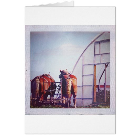 Draft Horses Ready For Work Cards (Front)