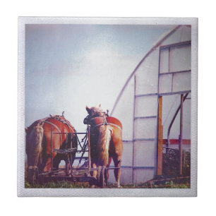 Draft Horses Ready For Work Tile