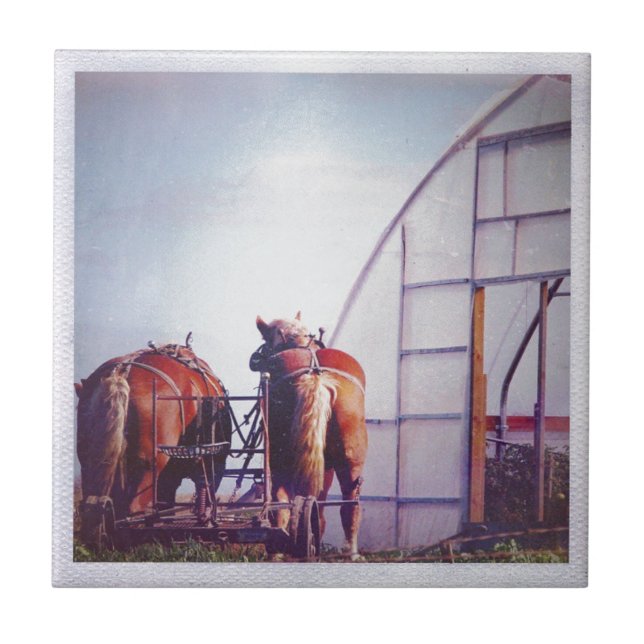 Draft Horses Ready For Work Tile (Front)
