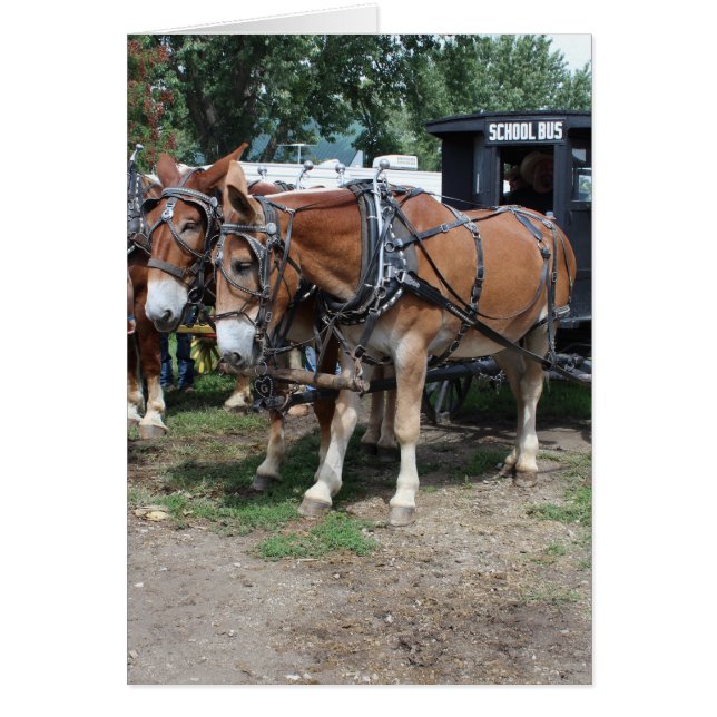 Draft Mules at an Iowa Agriculture Festival Cards (Front)