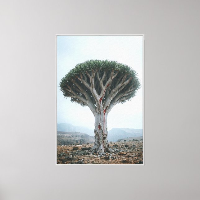 Dragon Blood Tree  Mystic Surreal Nature  Canvas Print (Front)