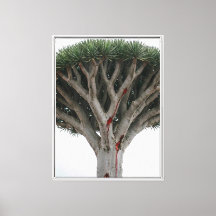 Dragon Blood Tree Mystic Surreal Nature Landscape