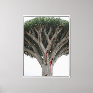 Dragon Blood Tree  Mystic Surreal Nature Landscape Canvas Print
