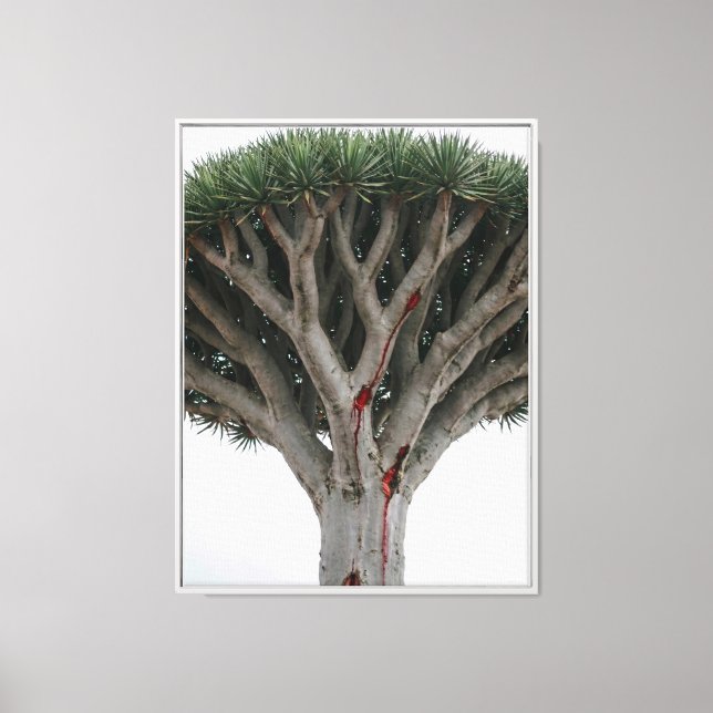 Dragon Blood Tree  Mystic Surreal Nature Landscape Canvas Print (Front)