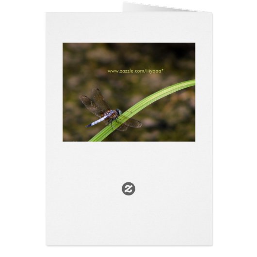 Dragon fly cards (Back)