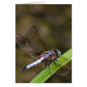 Dragon fly cards (Front)