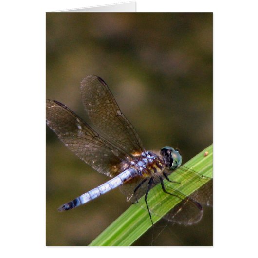 Dragon fly cards (Front)