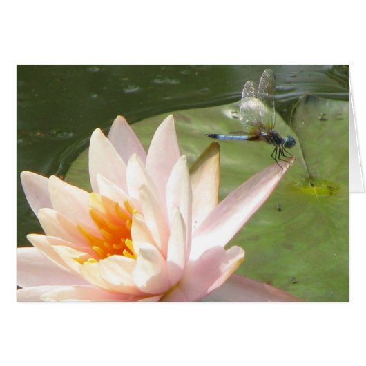 Dragon fly cards (Front Horizontal)