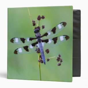 Dragon fly perched on grass, Canada 3 Ring Binder