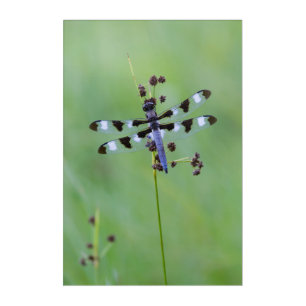 Dragon fly perched on grass, Canada Acrylic Print