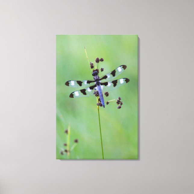 Dragon fly perched on grass, Canada Canvas Print (Front)