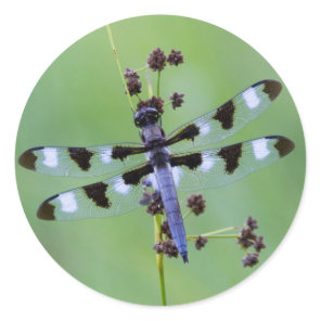 Dragon fly perched on grass, Canada Classic Round Sticker