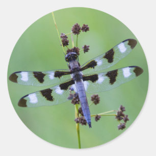 Dragon fly perched on grass, Canada Classic Round Sticker