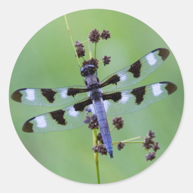 Dragon fly perched on grass, Canada Classic Round Sticker (Front)