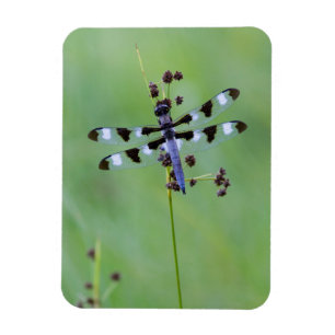 Dragon fly perched on grass, Canada Magnet
