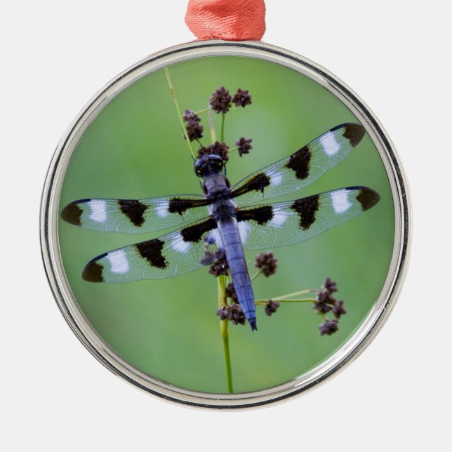 Dragon fly perched on grass, Canada Metal Ornament (Front)