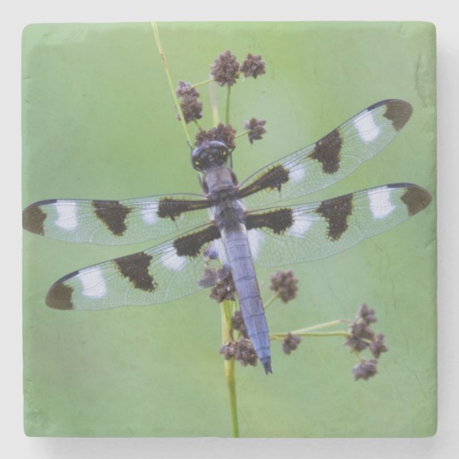 Dragon fly perched on grass, Canada Stone Coaster (Front)
