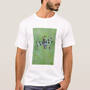 Dragon fly perched on grass, Canada T-Shirt