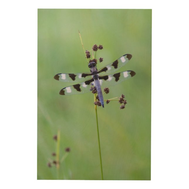 Dragon fly perched on grass, Canada Wood Wall Art (Front)