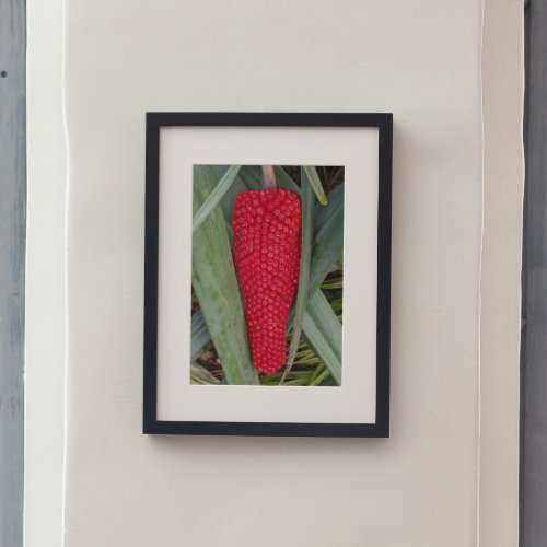 Dragon Lily Red Seed Head Poster