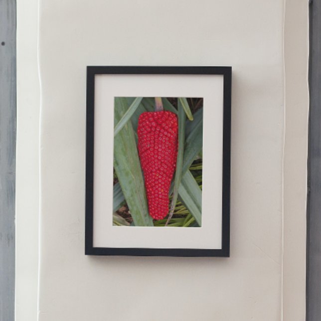 Dragon Lily Red Seed Head Poster (In Situ)