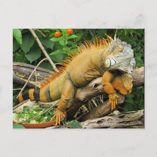 Dragon lizard postcard