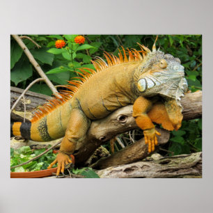 Dragon lizard Posters