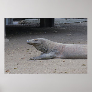 Dragon Portrait Poster