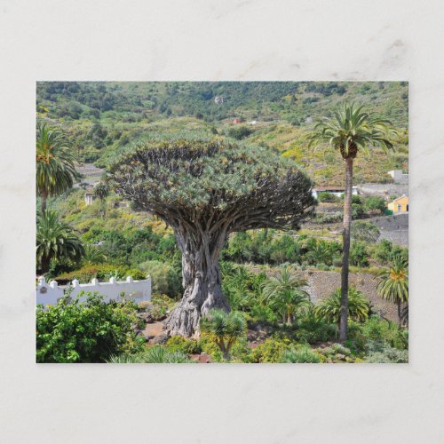 Dragon Tree at Tenerife Postcard