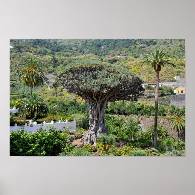 Dragon Tree at Tenerife Poster (Front)