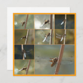 dragonflies (Front/Back)