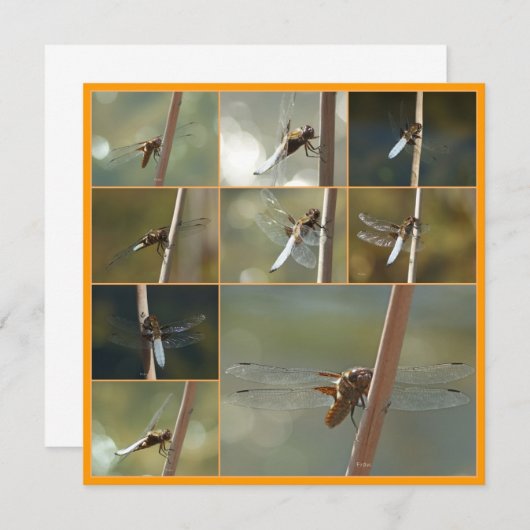 dragonflies (Front/Back)