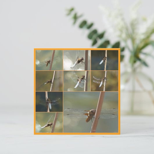 dragonflies (Standing Front)