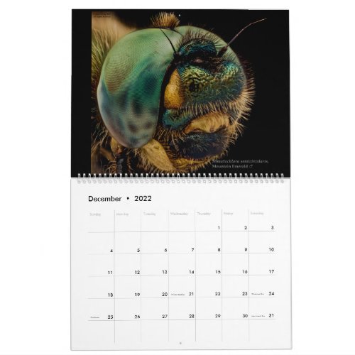 Dragonflies 2022 calendar