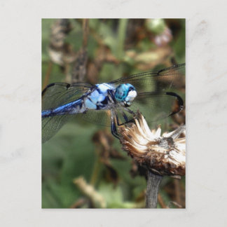 Dragonflies Blue Dragonfly on a Flower Husk Photo Postcard