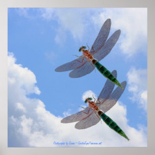 Dragonflies Blue Sky Fluffy Clouds Nature Print