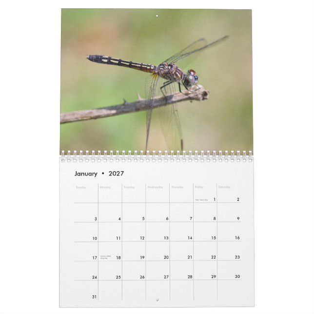 Dragonflies Calendar (Jan 2027)